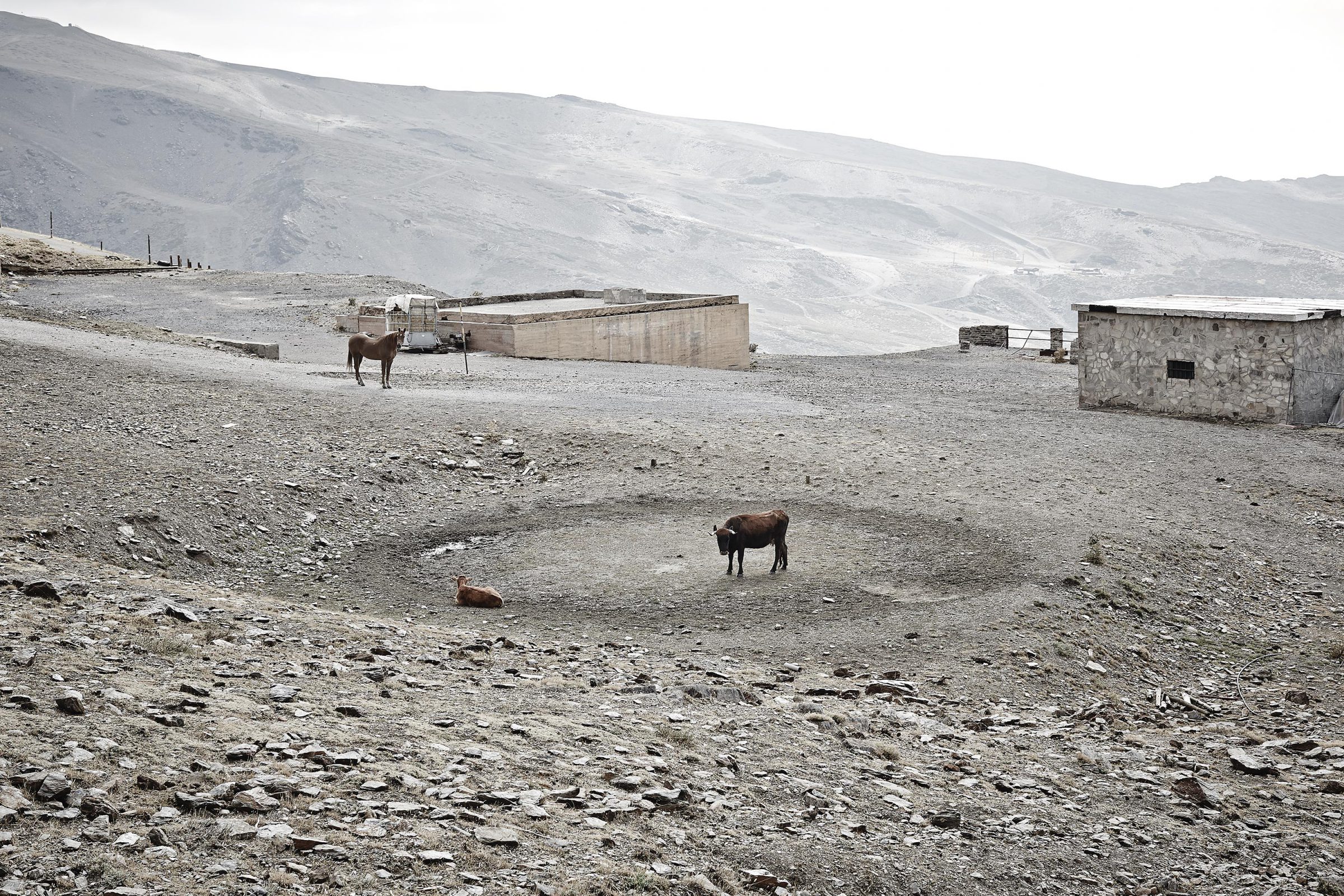 Horse and cattle on a bare mountain plateau in the Sierra Nevada, Spain